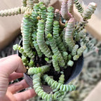 String of Buttons Succulent Live for Planting | Rooted Crassula Perforata in 2 Inch Pot | Rare House Plant for Home & Office Decor