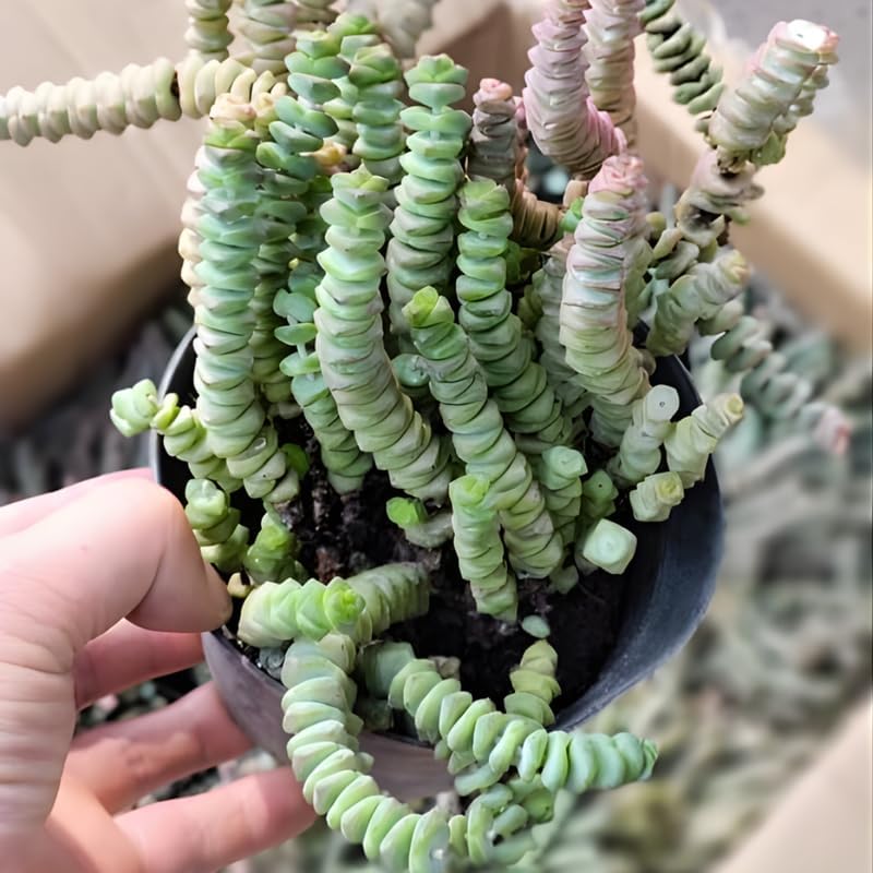 String of Buttons Succulent Live for Planting | Rooted Crassula Perforata in 2 Inch Pot | Rare House Plant for Home & Office Decor