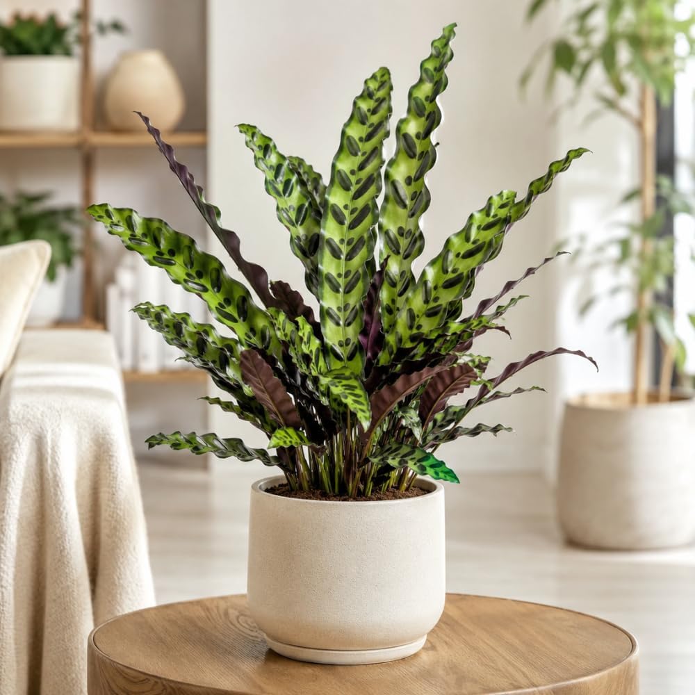 Calathea Rattlesnake Plant, 4 Inch Pot, Stunning Prayer Plant for Home Décor, Robust Pet-Friendly Houseplant, Easy to Care Pet-Friendly Décor