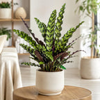 Calathea Rattlesnake Plant, 4 Inch Pot, Stunning Prayer Plant for Home Décor, Robust Pet-Friendly Houseplant, Easy to Care Pet-Friendly Décor