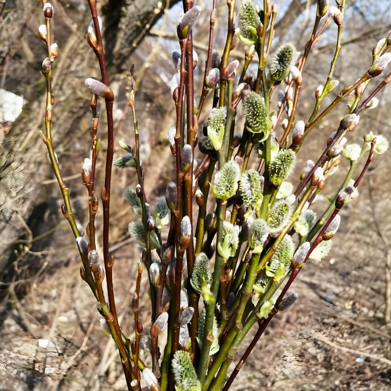 3 Pussy Willow Plant Live, French Pussy Willows for Garden Growing, 12-24 Inch Tall Dormant Trees, Suitable for Yard Planting and Decorative Use