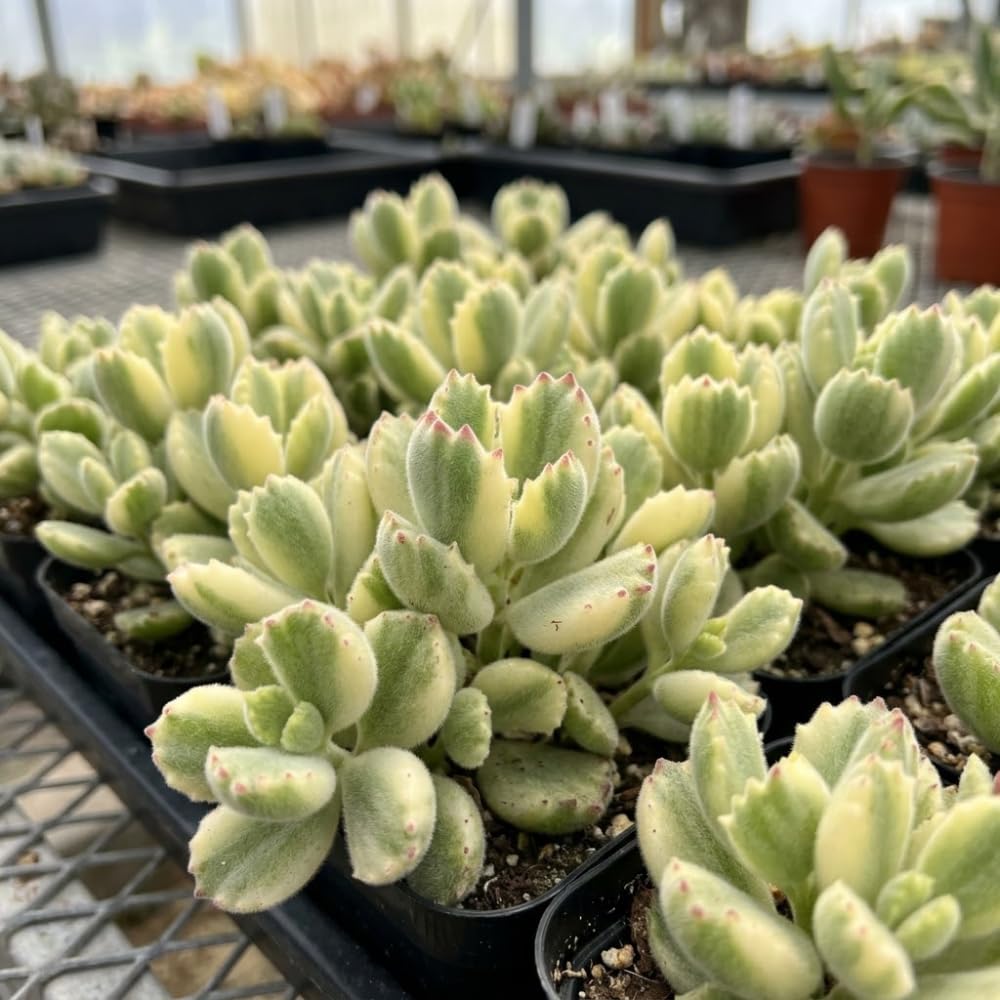 Live Succulent Plant, Variegated Bear Paws in 4" Pot, Vigorous Potted Cotyledon Tomentosa, Low Maintenance Plant for Home Office & Desk Decor