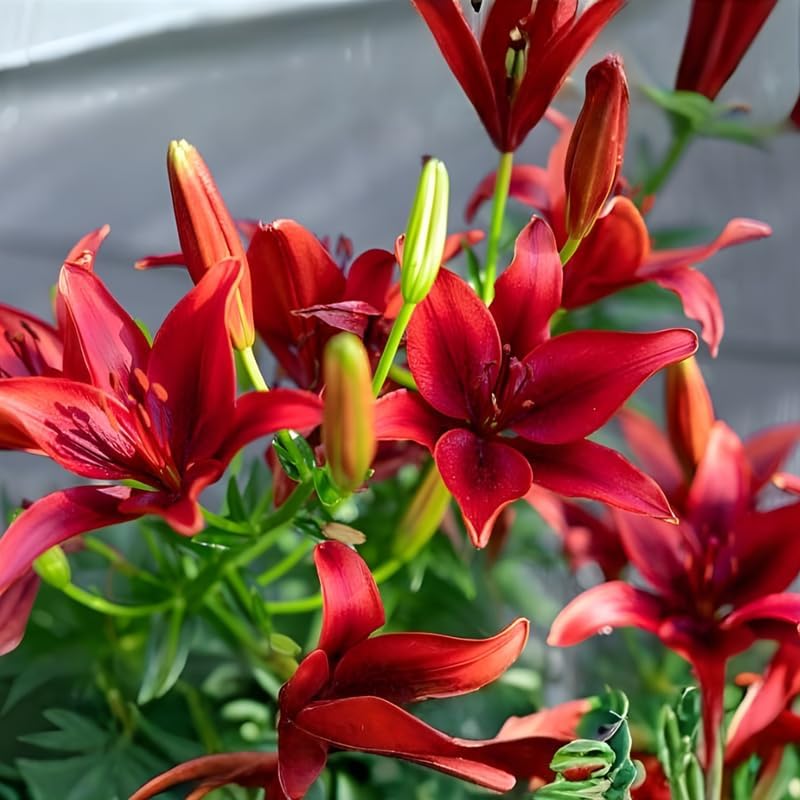 4 Mixed Asiatic Lily Bulbs, Easy Care Flowering Perennial, Low Maintenance Flowering Bulbs for Sunny Outdoor Spots