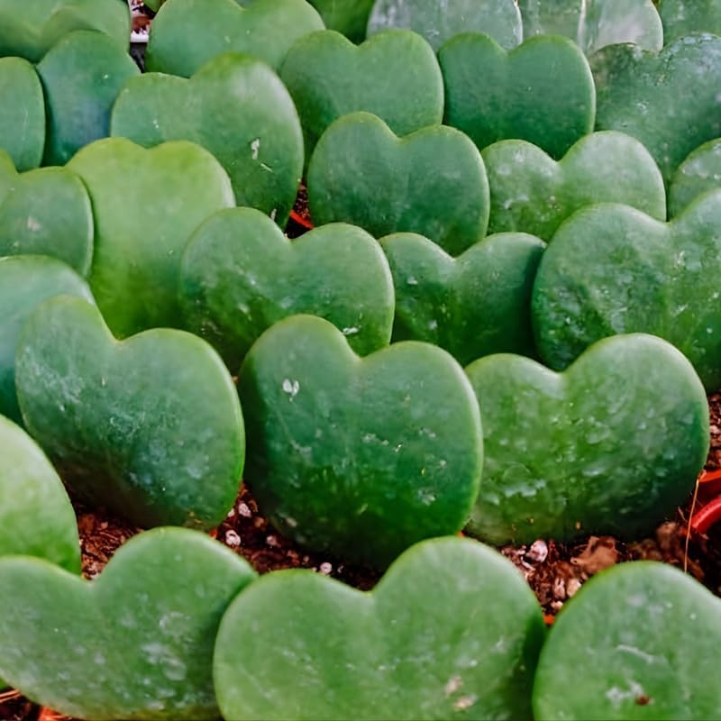 Hoya Kerrii Heart Plant Live, 2 Inch Pot, Hoya Plants Live Houseplants, Unique Indoor Succulent for Desks and Gifts