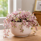 Live Succulent Plant, 4" Pot, Callisia Repens Pink Lady Live Houseplant with Pink Striped Leaves, Sturdy Low Maintenance Trailing Plant for Home & Office Decor