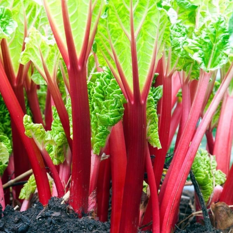 Rhubarb Plants Root for Planting, Hardy & Sweet Red Cherry Rhubarb, Large Crown 6–7 Inch, Easy to Grow for Beginners, Fast- Growing Perennial