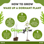 2 Live Black Cherry Tree for Planting 2–3 Ft Tall | Sweet Cherry Plant Live for Outdoor Garden Planting, Backyard Use & Landscape Design