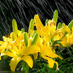 4 Mixed Asiatic Lily Bulbs, Easy Care Flowering Perennial, Low Maintenance Flowering Bulbs for Sunny Outdoor Spots