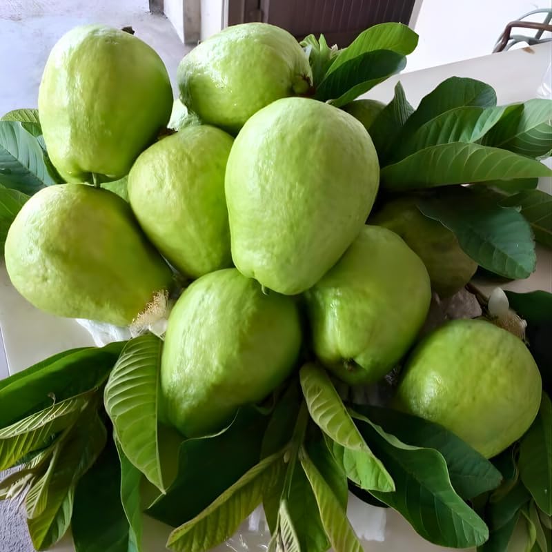 Guava Tree Live Plant 3 Ft Tall | Ruby Guava Tree with Fragrant Blooms & Pink Fruit, Versatile Guava Plants Live for Planting