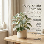 Peperomia Incana Live Plant, 4" Potted Indoor Plant, Vigorous Houseplant with Soft Felted Foliage for Living Rooms, Easy to Care Pet-Friendly Decor