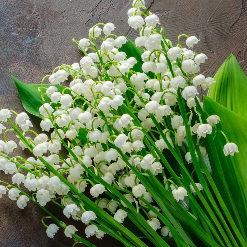 10 Lilly of The Valley Live Plant Roots for Planting, Low Maintenance Perennial, Bell Shaped and Fragrant Flowers for Outdoors Indoors