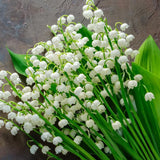 10 Lilly of The Valley Live Plant Roots for Planting, Low Maintenance Perennial, Bell Shaped and Fragrant Flowers for Outdoors Indoors