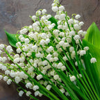 20 Lily of The Valley Plant Bare Roots, Hardy Perennial May Lily, Easy to Grow Fragrant Flower for Outdoor Gardens