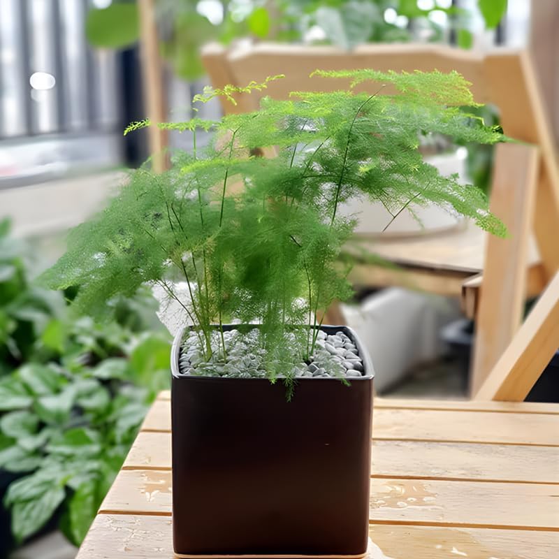 Asparagus Fern Live Indoor Plant in 4’’ Inch Pot | Airy, Fine-Texture Asparagus Setaceus | Elegant Decorative Houseplant for Home, Office & Living Spaces