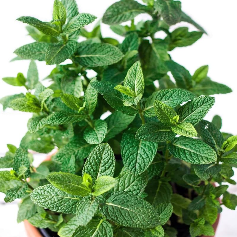 Chocolate Mint Plants Live Outdoor and Garden, Mint Plants Live in 3-Inch Pot, Cold-Hardy Mint Herb for Patios, Containers, and Ground Cover