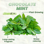 2 Chocolate Mint Plant, 3" Pot, Fresh Herb Plants Live, Mint Plants for Inside Windowsills or Outdoor Garden Beds