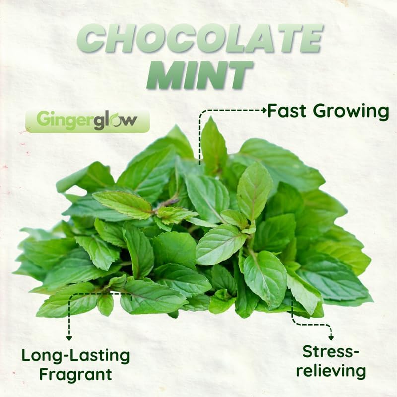 2 Chocolate Mint Plant, 3" Pot, Fresh Herb Plants Live, Mint Plants for Inside Windowsills or Outdoor Garden Beds