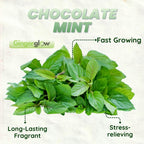 Chocolate Mint Plants Live Outdoor and Garden, Mint Plants Live in 3-Inch Pot, Cold-Hardy Mint Herb for Patios, Containers, and Ground Cover