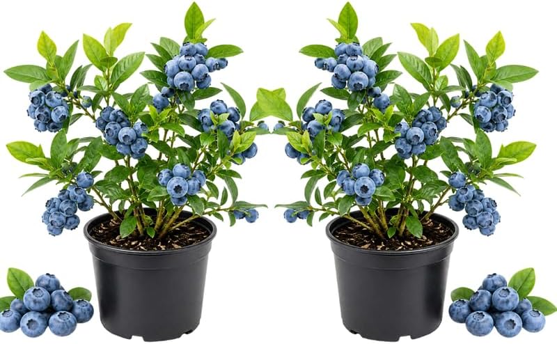 2 Top HatBlueberry Plants Live for Planting, 8-12" Tall Blueberry Bush, Low Maintenance, Fast Growing Fruit Trees Live Plants for Patio and Garden