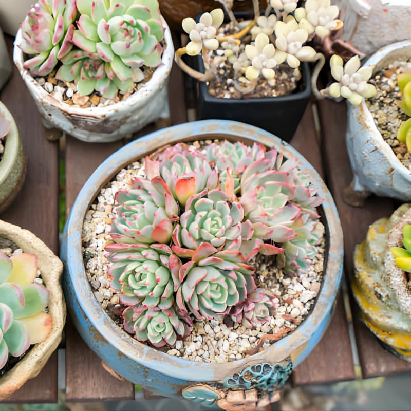 3 Echeveria Minima Succulents Live Plants, Echeveria Succulent Plant in 2 Inch Pot, Low Maintance, Unique Collections for Beginners