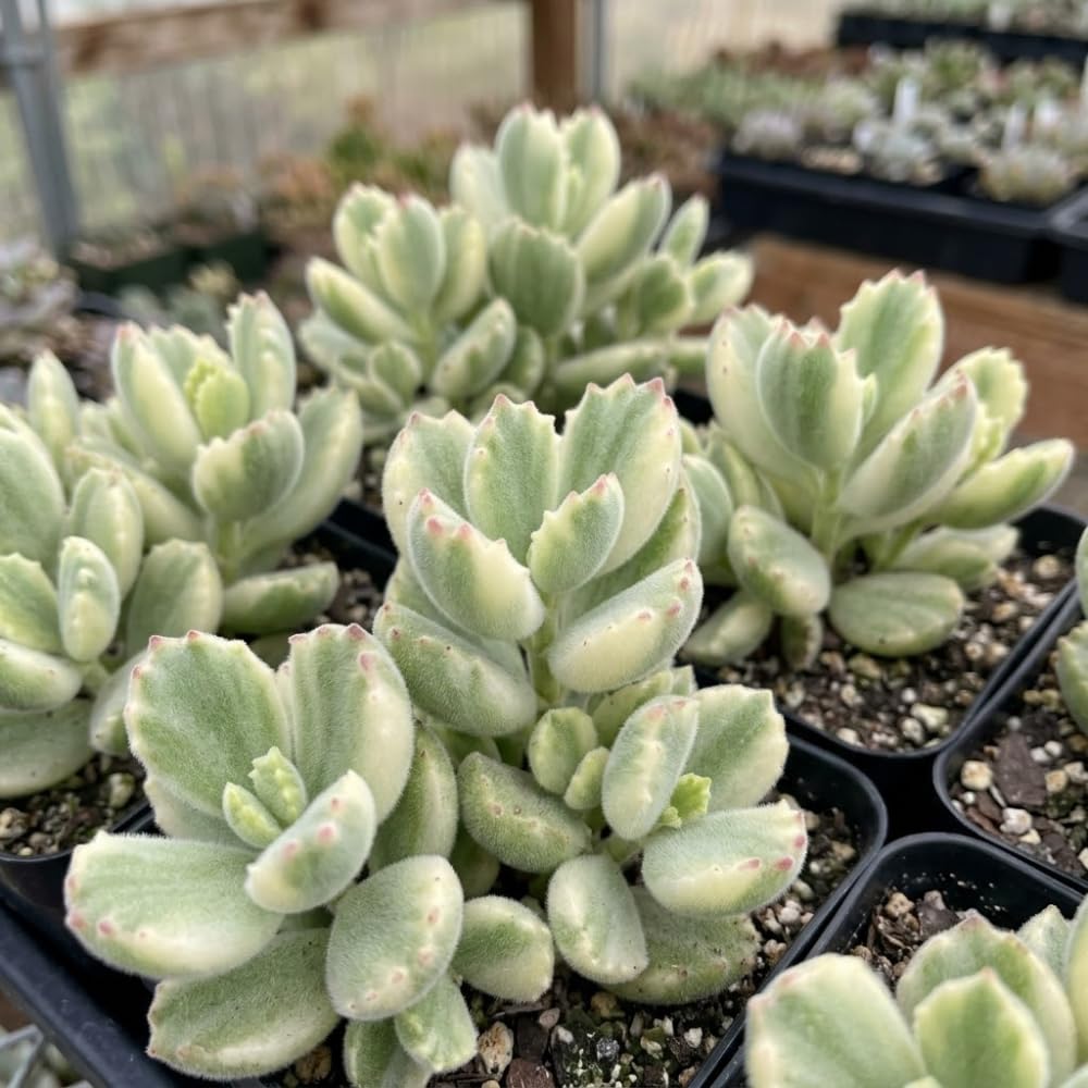 Variegated Bear Paw Succulent Plant Live, 2" Cotyledon Tomentosa Potted, Vigorous Houseplant, Easy to Care Drought Tolerant Decor