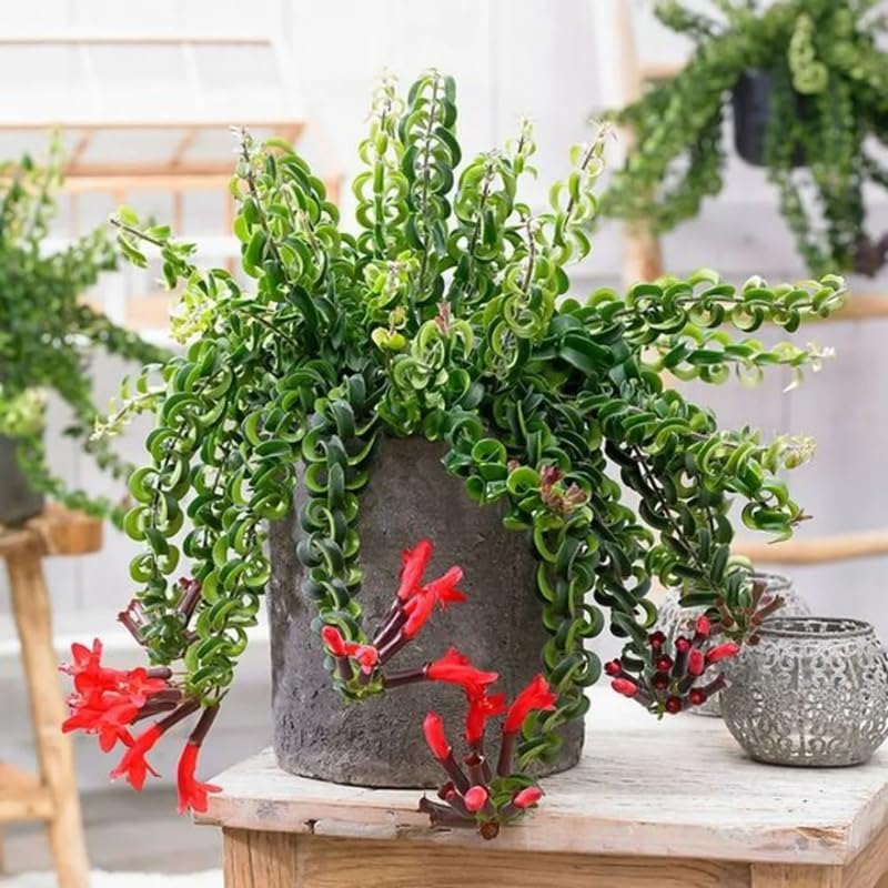 Twister Lipstick Houseplant | 4 Inch Live Potted Plant | Curly Green Foliage & Red Blooms | Exotic, Easy-to-Grow Indoor Plant for Home or Office