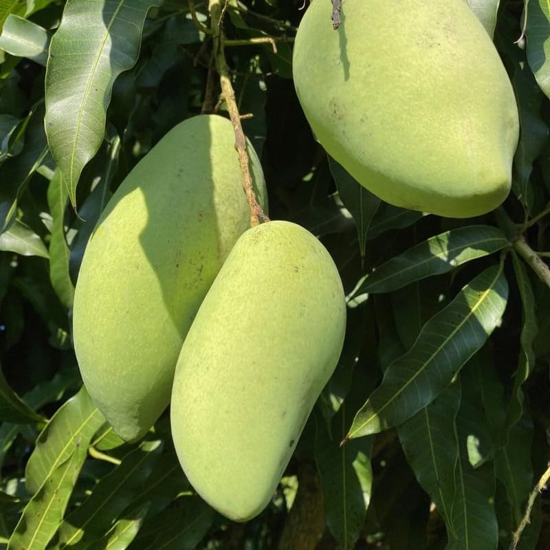 Grafted NAM Doc Mai Mango Tree Live Plant | 2.5–3 Ft Tropical Fruit Tree for Planting | Sweet, Low-Fiber Mango Variety for Home Gardens | No Ship to CA,HI,AK