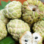 Green Sugar Apple Tree Live Plant | Tropical Annona Squamosa Custard Apple Tree | 30-36 Inches Tall | Well Rooted | Easy to Grow | Live Plant | No Ship to CA,HI,AK