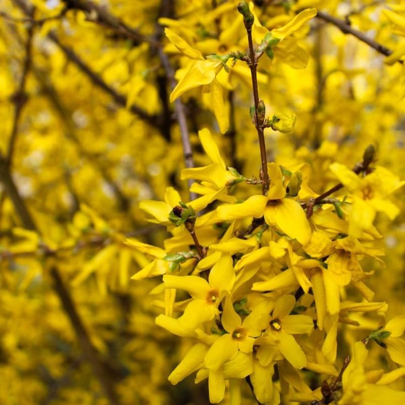 Lynwood Gold Forsythia Live Plant | 2.5-Inch Pot | Forsythia Bush Plant for Outdoor Growing | Ideal for Garden Planting and Landscape Use