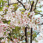 Yoshino Cherry Tree Live Plant, 6-12 Inch Tall Starter Plant, Japanese Cherry Blossom Tree, Easy Care Flowering Tree for Planting Outdoors