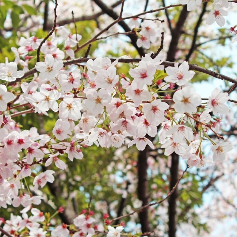 Yoshino Cherry Tree Live Plant, 6-12 Inch Tall Starter Plant, Japanese Cherry Blossom Tree, Easy Care Flowering Tree for Planting Outdoors