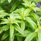 Lemon Verbena Live Plant, 4-Inch Tall Edible Herb, Non-GMO, Fast-Growing, Lemon Verbena Plant for Garden Beds or Containers