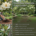 (No Ship to CA,HI,AK) Sweetbay Magnolia Plant, 3 Feet Tall in 3 Gallons Pot, Vigorous Flowering Shrub for Backyard Gardens & Patios, Elegant White Blossoms & Semi-Evergreen Foliage