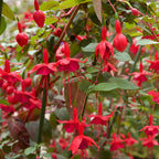 2 Fuchsia Plants Live, Dark Blue & Red Fuchsia, 6-12 Inch Tall, Blue Eye Variety, Trailing Flowering Plant, Ideal for Hanging Baskets