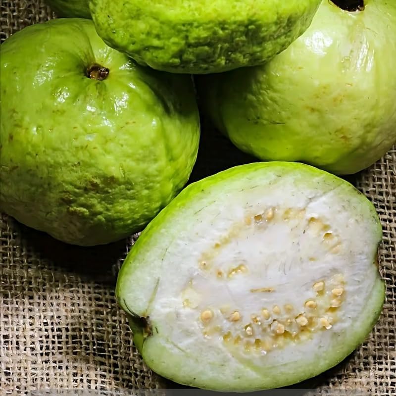 (No Ship to CA,HI,AK) Guava Tree Live Plant - Thai White Guava, 3 Gallon Pot, 2-3 Feet Tall, Tropical Fruit Tree Live Plants for Backyard and Large Containers