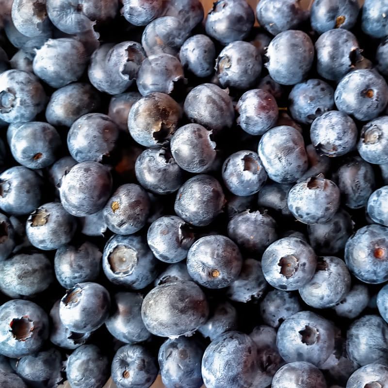 (No Ship to CA, HI, AK) Brightwell Blueberry Trees Live Plants, 1-2 Feet Tall (2 Gal Pot) - Sweet Blue Berries Live Plants for Planting Indoor Outdoor