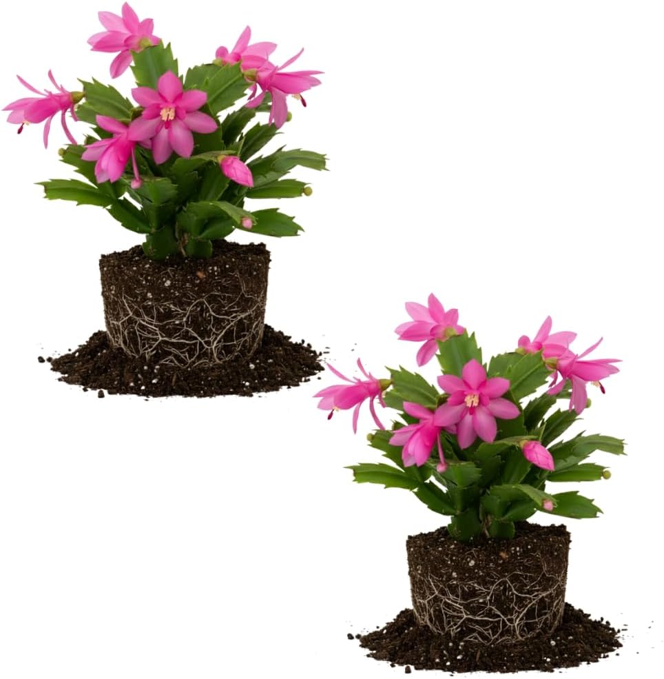 2 Purple Christmas Cactus Plant Live | 3 to 4 Inch Tall Indoor | Housewarming Friendship Gifts for Women Best Friend Presents for Mom Birthday Gift for New Home