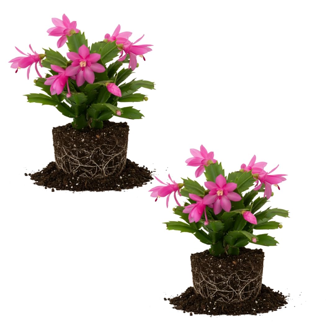 2 Yellow Christmas Cactus Plant Live | 3 to 4 Inch Tall Indoor | Housewarming Friendship Gifts for Women Best Friend Presents for Mom Birthday Gift for New Home