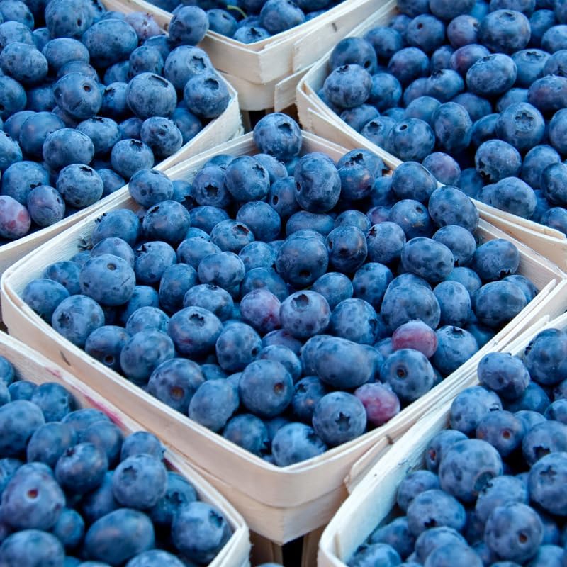 (No Ship to CA, HI, AK) Blueberry Plants Live for Planting - 1 to 2 Feet Tall in 1 Gallon Pot, Fast Growing Blueberries Fruit Trees Live Plants for Patio and Garden