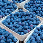 (No Ship to CA, HI, AK) Blueberry Plants Live for Planting - 1 to 2 Feet Tall in 1 Gallon Pot, Fast Growing Blueberries Fruit Trees Live Plants for Patio and Garden