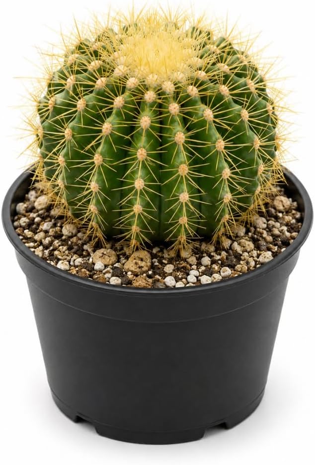 Golden Barrel Cactus Live Plant, 6 Inch Pot, Sturdy Low Maintenance Round Desert Succulent with Yellow Spines for Home Decor