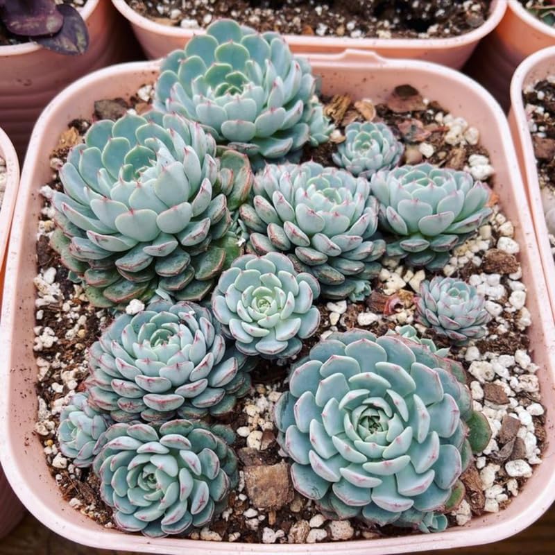 2 Echeveria Succulents Live Plants, Echeveria Minima Succulent in 4 Inch Pot for Planting, Air-Purifying, Low Maintenance, Perfect for Home and Office Décor