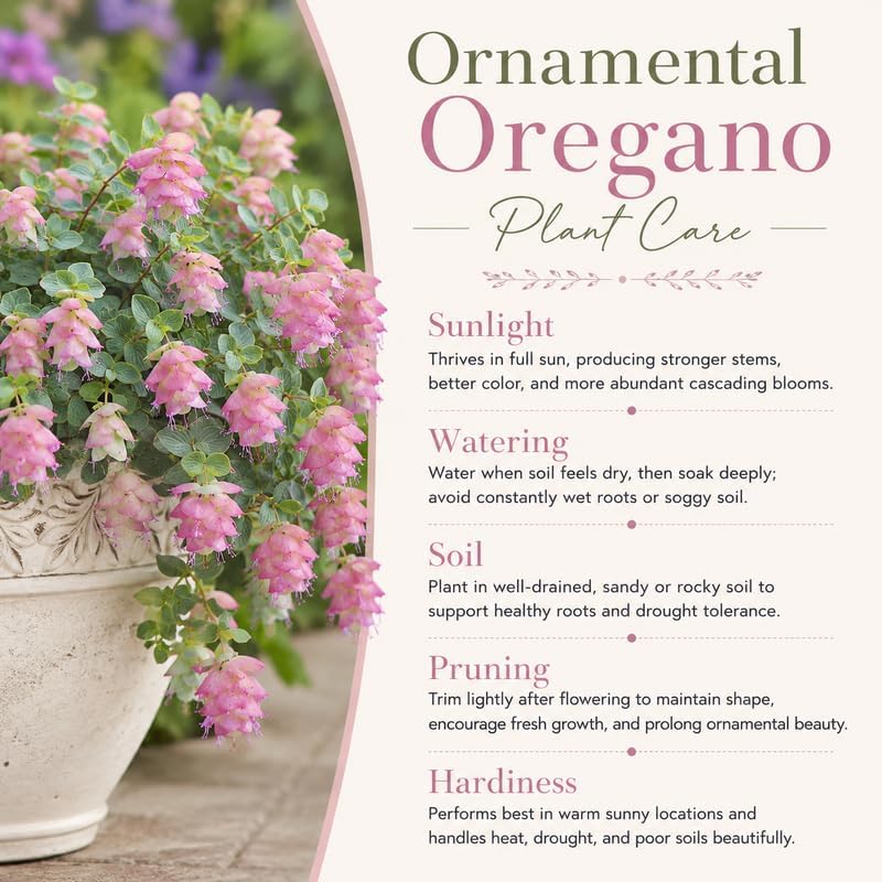 Ornamental Oregano Plants Live for Planting, 3" Pot, High-Yield, Elegant Cascading Pink Flowers, Fragrant Foliage, Perfect for Patio Containers and Window Boxes