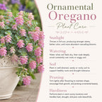 Ornamental Oregano Plants Live for Planting, 3" Pot, High-Yield, Elegant Cascading Pink Flowers, Fragrant Foliage, Perfect for Patio Containers and Window Boxes