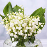 5 Lilly of The Valley Live Plant Roots for Planting, Low Maintenance Perennial, Long Lasting Blooms for Garden