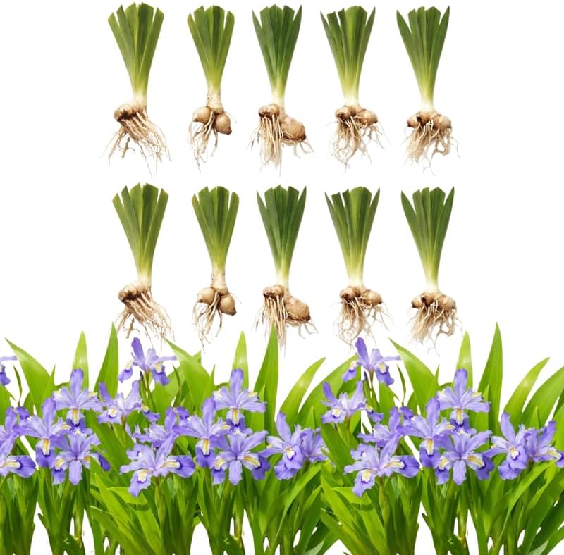 10 Wild Crested Iris Plants Live Roots, Low Maintenance Purple Iris Cristata, Blooming Perennial for Woodland Gardens & Borders, Not Bulbs