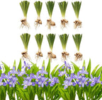 10 Wild Crested Iris Plants Live Roots, Low Maintenance Purple Iris Cristata, Blooming Perennial for Woodland Gardens & Borders, Not Bulbs
