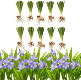 10 Wild Crested Iris Plants Live Roots, Low Maintenance Purple Iris Cristata, Blooming Perennial for Woodland Gardens & Borders, Not Bulbs