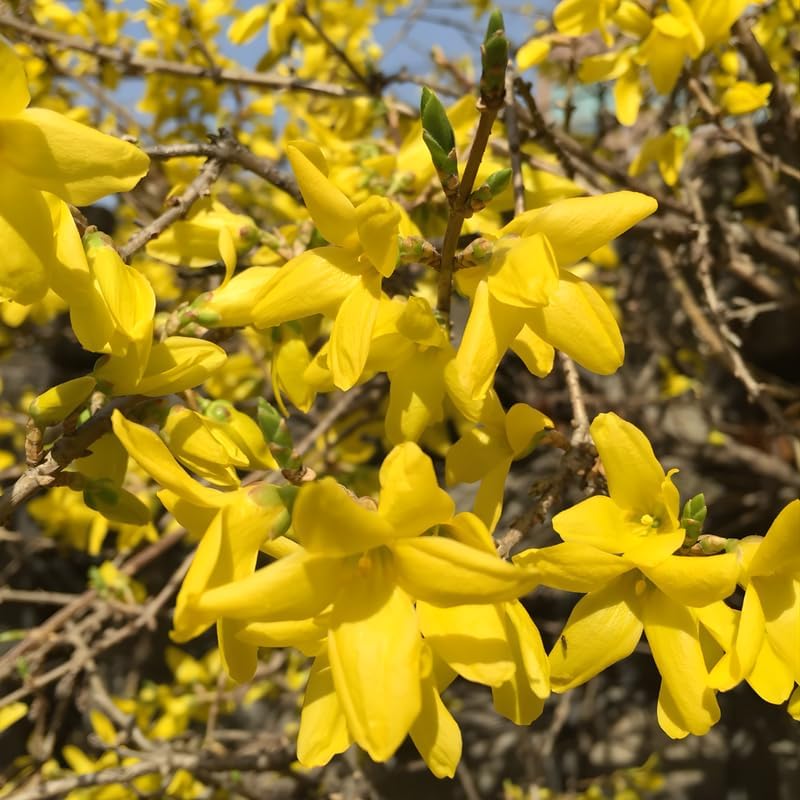 2 Forsythia Plant Live | Hardy Forsythia Bush Plants | 1–2 Ft Tall Evergreen Shrubs | Suitable for Garden Screening and Yard Landscaping