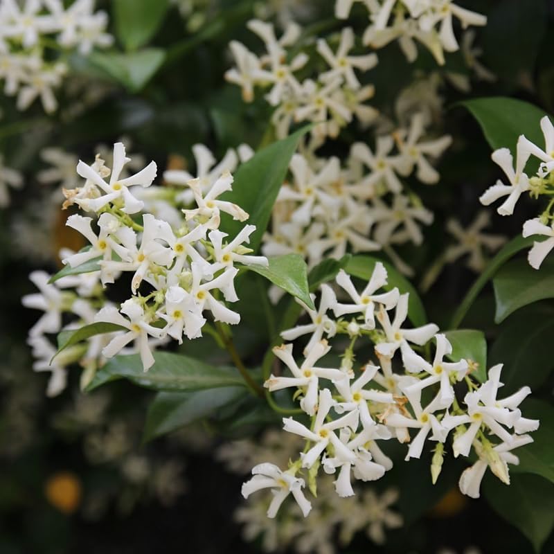 Confederate Jasmine – Jasmine Plant Live in 4 Inch Pot | Fragrant White-Blooming Vine | Easy to Grow Live Jasmine Plant for Indoor & Outdoor Spaces